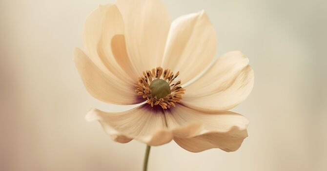 Lumecca IPL by inmode